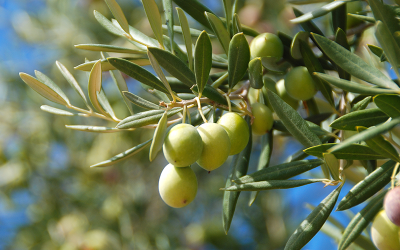 Nove | Die Olivenplantage | Molise, Süditalien